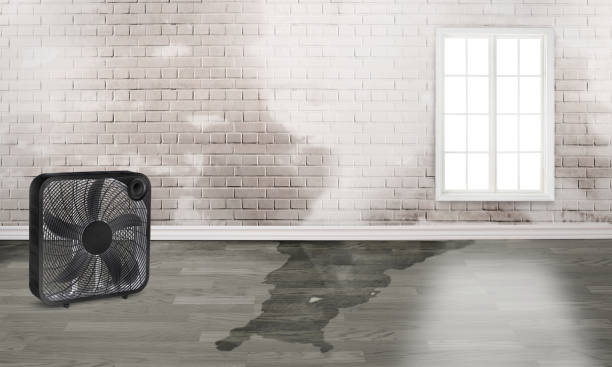 Best Local water damage restoration  in Chaffee, MO
